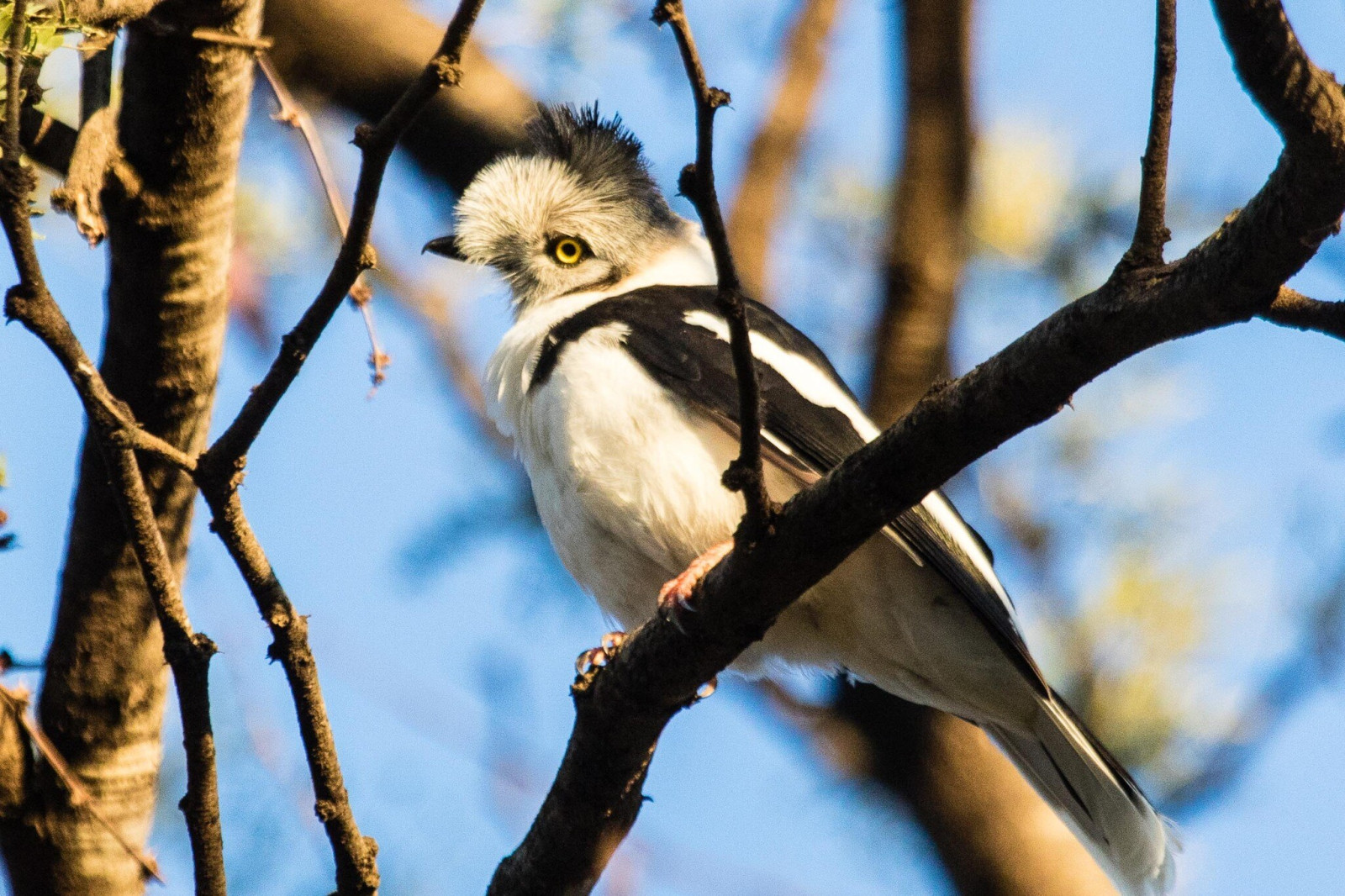 image Grey-crested Helmetshrike